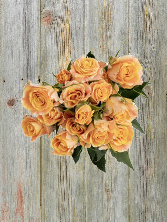 TROPICAL STAR ORANGE SPRAY ROSE